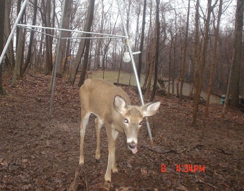 Whitetail Doe sticking her tongue out.